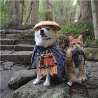 逗比动物欢乐多,动物头像图片-回车桌面