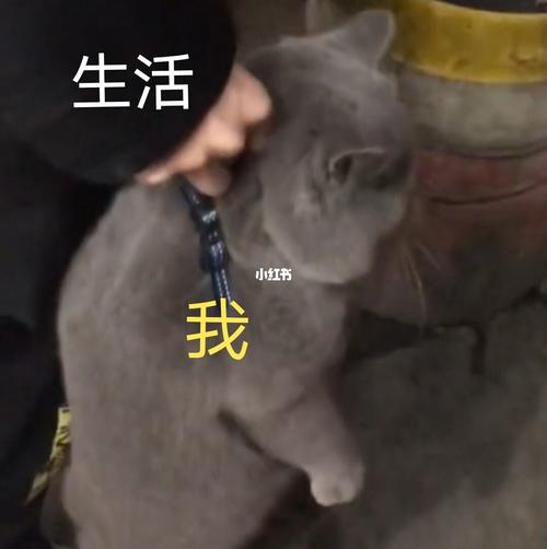 生活与我_表情包_表情包分享_素材_表情包