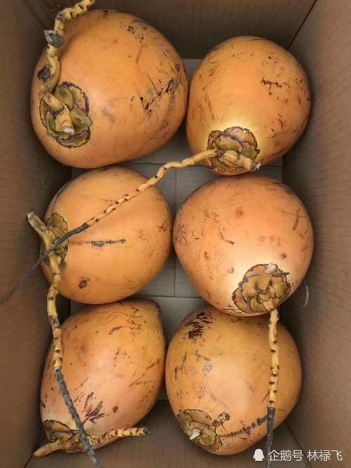 海南本地红椰子,个不大,但椰子水很清甜!