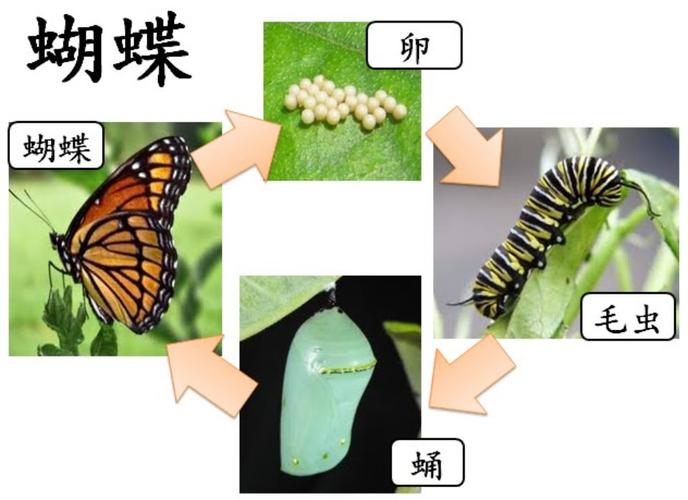 毛毛虫成长记