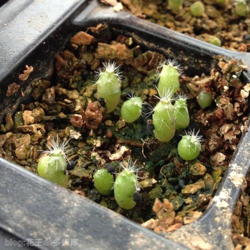 仙人球的播种生长记录~14年6月