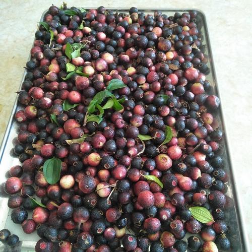 茄子天然野地稔果50g自然晒干草泡酒铺铺地其他药食