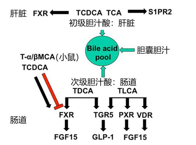 肝脏病理生理中的胆汁酸信号|脂肪酸营养与代谢研究 - 山东龙昌动保