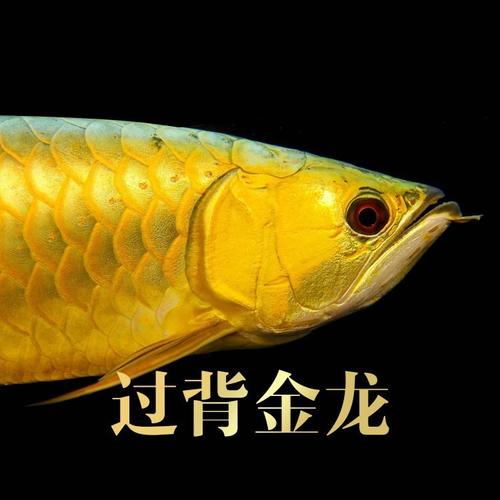 金龙鱼活鱼古典蓝底过背 龙鱼活体鱼由"备货网"根据销量,好评率,价格