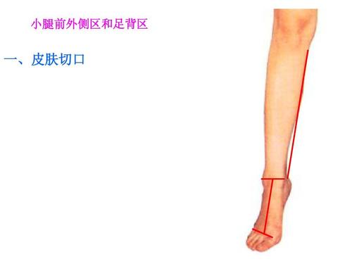 第五讲 小腿前外侧区和足背区ppt