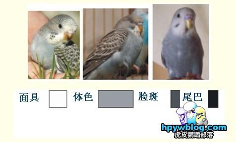 虎皮鹦鹉的颜色