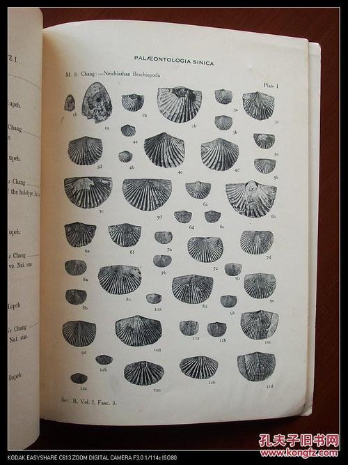 中国中部艾家层下部之腕足类化石[中国古生物志乙种第一号第3册]民国