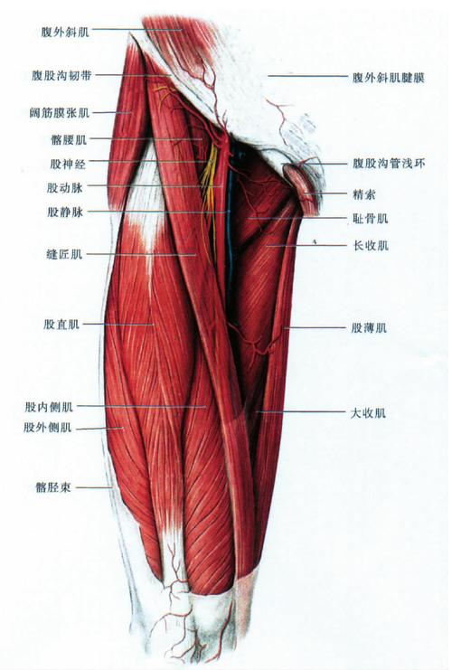 (图) 大腿前内侧面的肌肉和神经-人体解剖组织学-医学