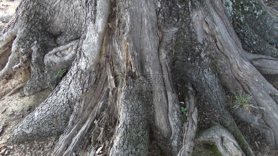 粗壮的大树根图片