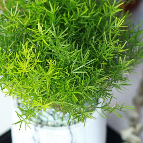 天门冬净化空气观叶绿植桌面盆景室内办公室好养易活喜阴植物盆栽