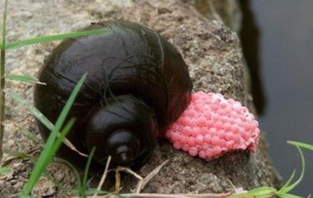 碰了一下大蜗牛,有人发烧40°c!你身边的这些外来物种