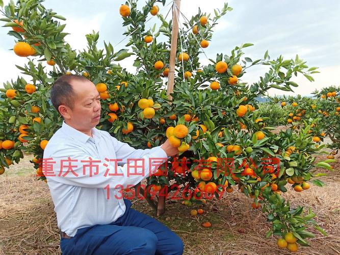 最好吃的早熟柑橘品种——由良蜜橘