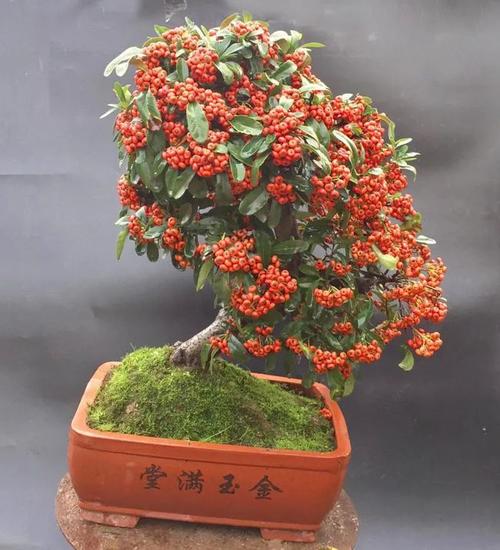 人家花了十年造型完成的火棘盆景他竟说3年就能呈现