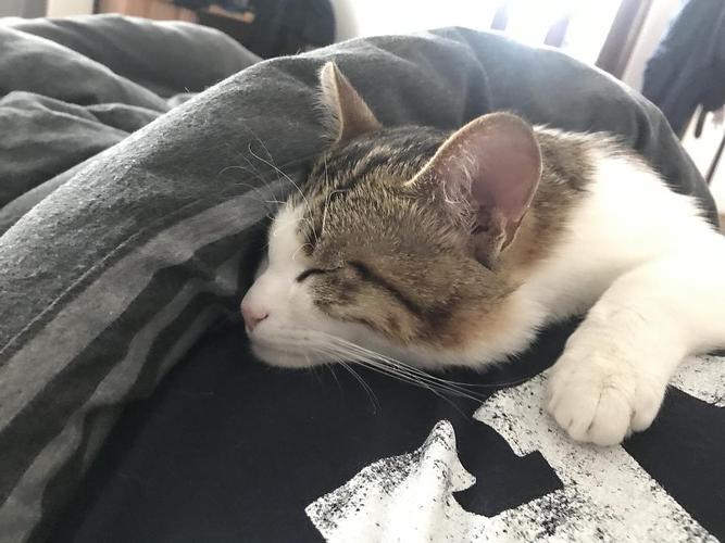你家猫喜欢趴在你身上睡吗?