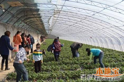 盘点天津好评度较高的草莓采摘园    汉沽宝田草莓蔬菜采摘园    地址