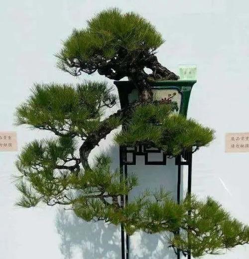 松树盆景的造型方法简单好使让你一秒变大师