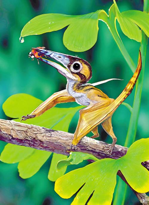 隐居森林翼龙是现今发现的最小的翼龙,翼展仅25cm