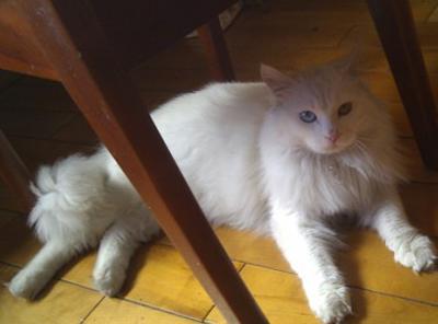 山东狮子猫怎么挑选注意选购技巧