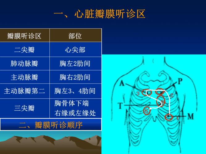 心脏检查2-心 脏听诊(5学时)