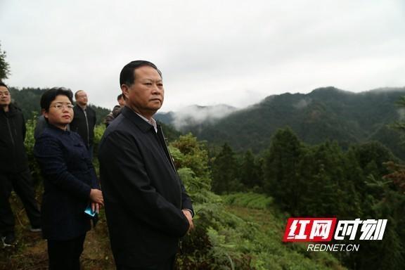 叶红专调研保靖县吕洞山茶旅融合发展工作