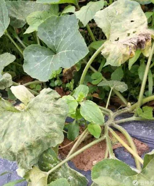 南瓜这是什么病害呢?