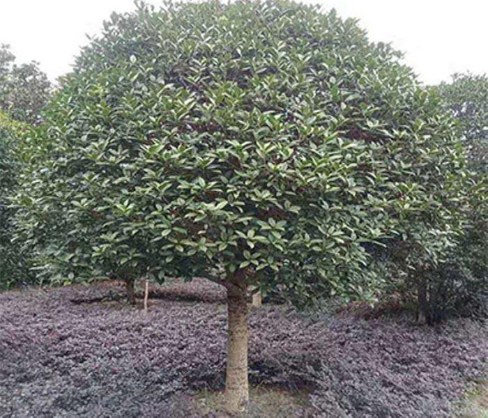 河南椤木石楠树价格欢迎来电绿海苗圃