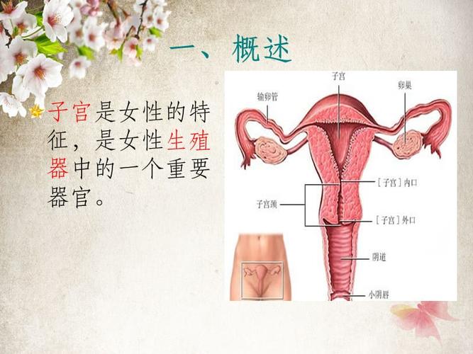 经腹全子宫切除术的手术配合70048ppt课件