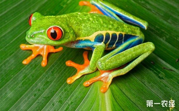 红眼树蛙怎么养