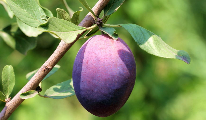 这紫色椭圆形的是什么果子?