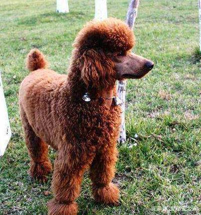 泰迪犬的6大体型,你会选哪种?