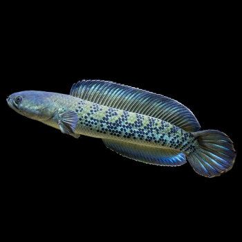 琳琅龙 热带观赏鱼蓝宝石雷龙鱼鱼苗 幻彩雷龙鱼印度雷龙水草缸观赏