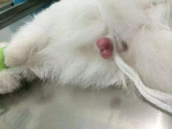 关于猫蛋蛋你需要知道的事儿