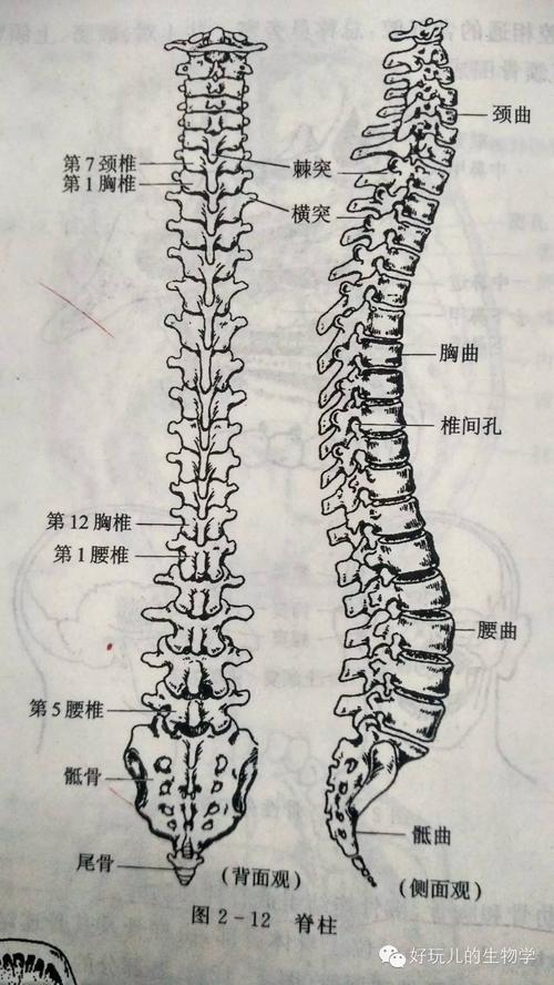 压弯颈椎的手机