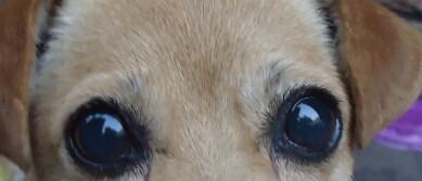 狗狗这两天瞳孔突然变大变蓝,但活动吃饭正常,后两张图是以前的照片