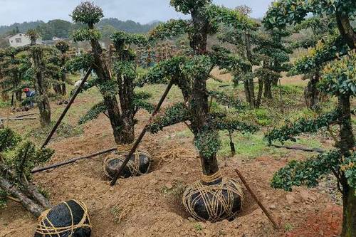 0/棵  造型椤木石楠(造型柞树)
