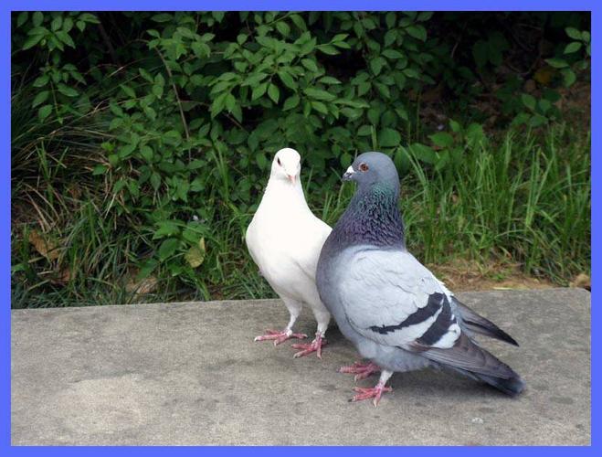 哪位大师说说这样配能出什么颜色的鸽子