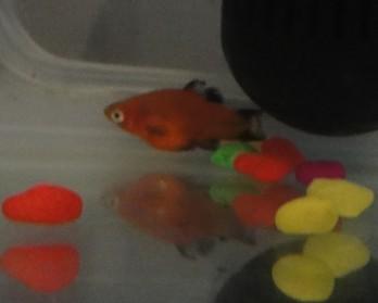 我的米奇鱼怀孕了么?她的鱼尾和鱼鳍是不是有些烂了,是生病了么?附图