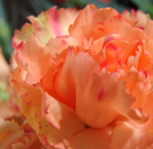 橙色多头康乃馨花语 橙色多头康乃馨代表什么意思