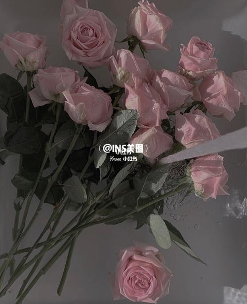 ins|图片|文案_ins_素材_素材其他