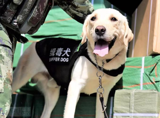 2015年9月出生的"龙总",是一条纯种拉布拉多犬,毕业于拉尔滨警犬