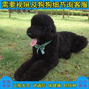 阿勒泰巨型贵宾犬大泰迪狗巨型巨贵犬幼犬活体超大型宠物狗保纯种