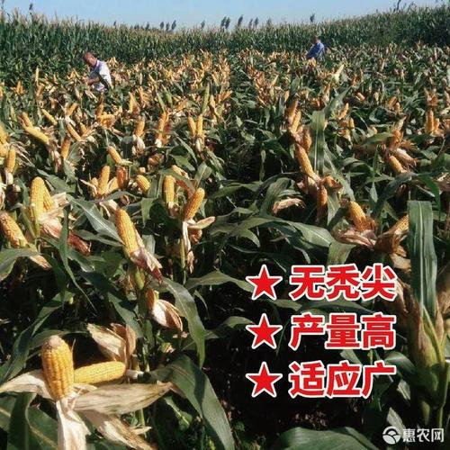 高产良玉99玉米种子超级抗倒杂交玉米种子