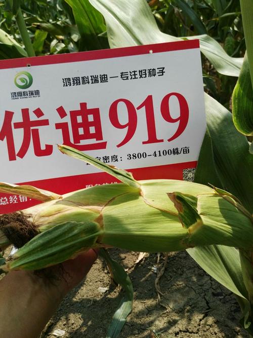 市场寒冬,种业新星-优迪919掀起一场宿州人民购种热潮