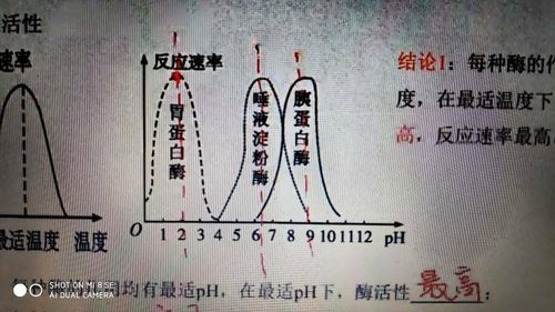 生物问题,在这个第二个图中的唾液淀粉酶图像中一个ph