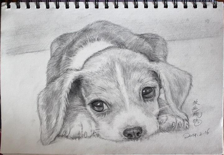 素描画小狗图片