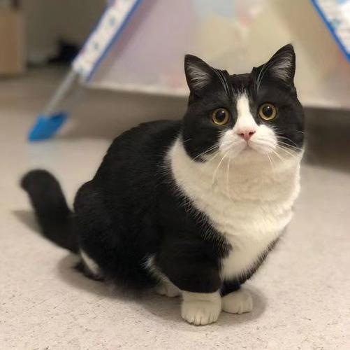 那只几把猫哪去了