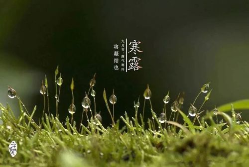 寒露节气