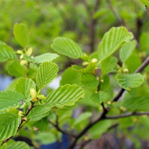 新采摘江南桤木种子 四川桤木 红桤木 中草药材正品苗木种子包邮