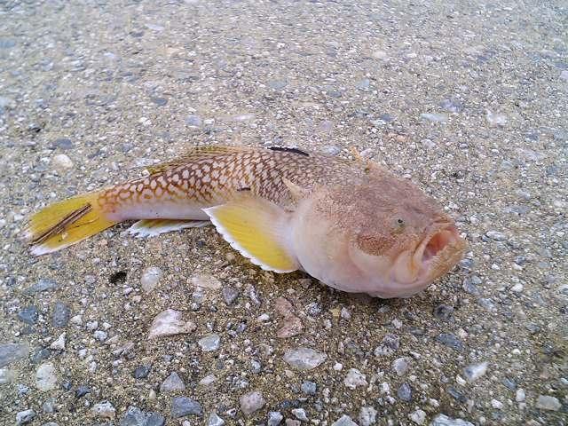 鰧科(瞻星鱼科)  uranoscopidae     鰧属 uranoscopus    鱼类 下图