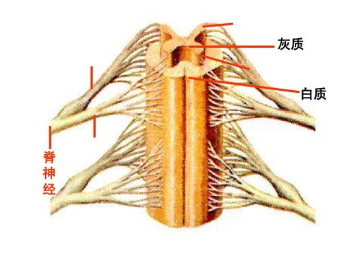 生物:3.5.2《神经调节的结构基础》课件(济南版七年级下)ppt